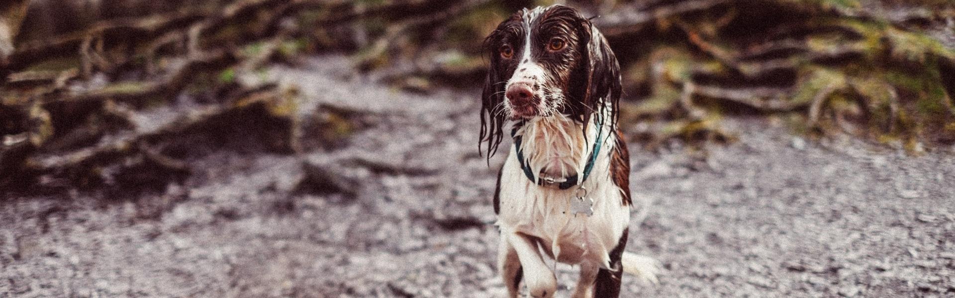 brown and white dog with wet fur after swimming.