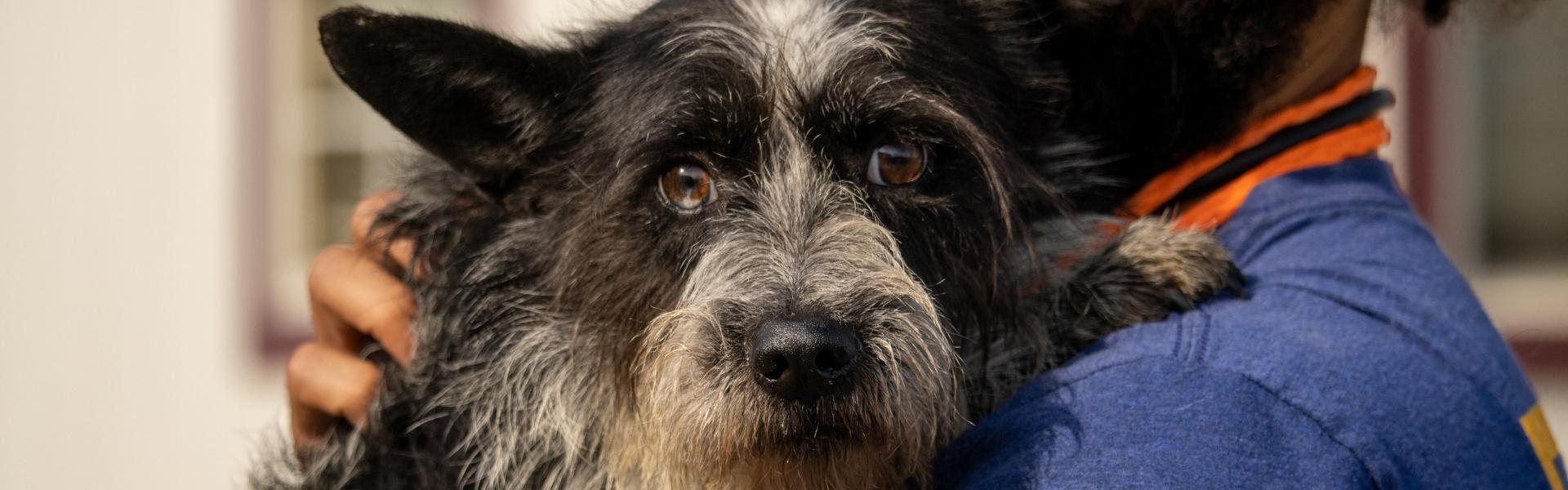 scruffy black and white dog being held