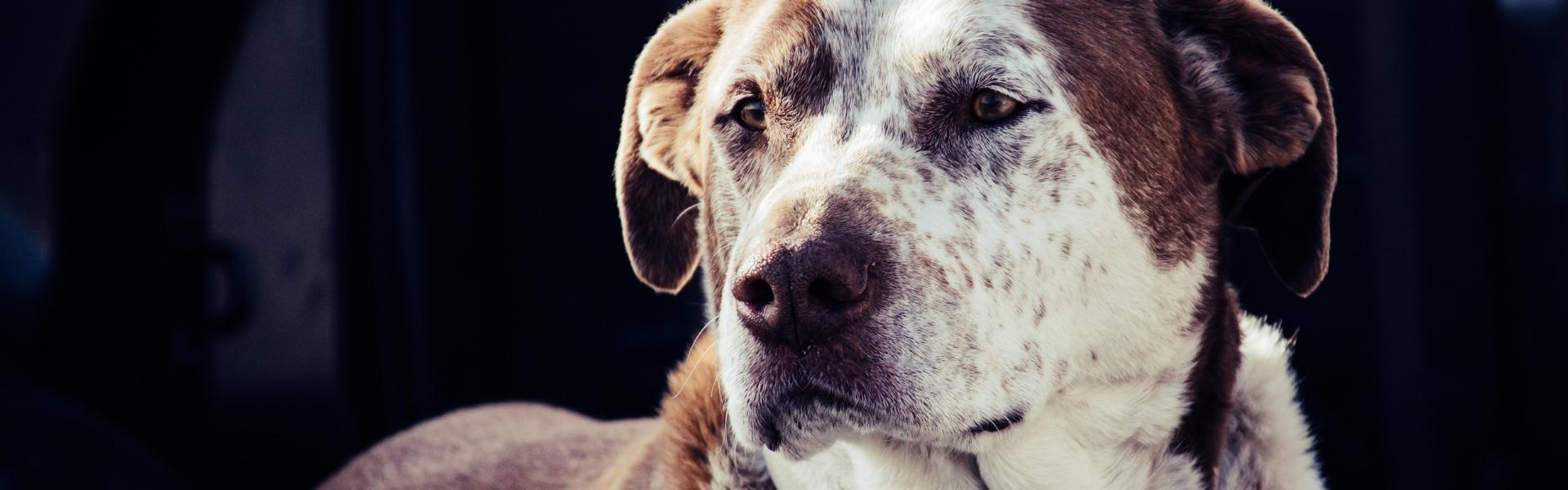 tan and white senior dog