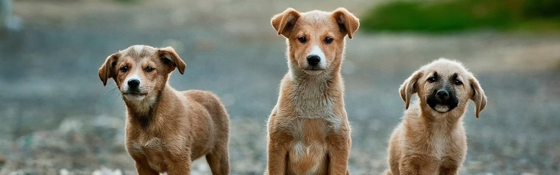three tan shepherd puppies