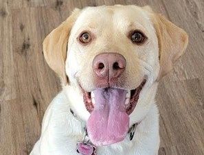 A yellow lab, sitting on the ground, smiles at the camera.